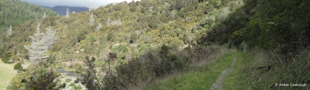 Dun Mountain Trail