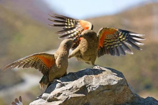 Battling to Save our Charismatic Kea - Chillout