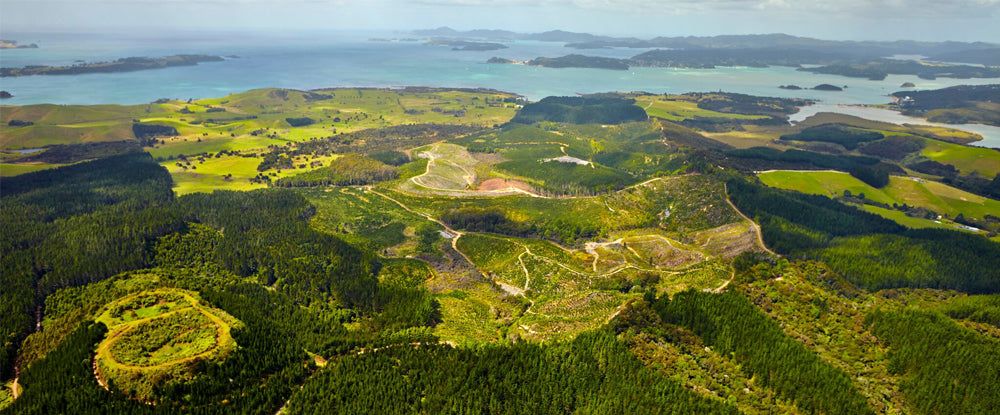 Waitangi Mountain Bike Park, Paihia